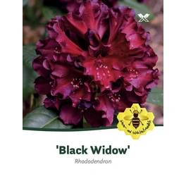Rhododendron hybride »Black Widow«, dunkelrot, Höhe: 30 - 40 cm