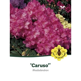 Rhododendron hybride »Caruso«, rosa/purpurfarben, Höhe: 30 - 40 cm