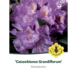 Rhododendron hybride »Catawbiense Grandiflorum«, lila, Höhe: 40 - 50 cm