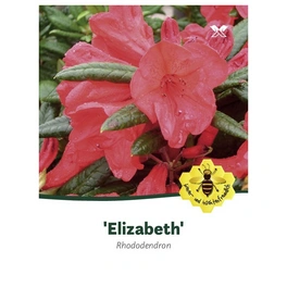 Rhododendron hybride »Elizabeth«, rosa/pink, Höhe: 30 - 40 cm
