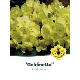 Rhododendron hybride »Goldinetta«, hellgelb, Höhe: 30 - 40 cm