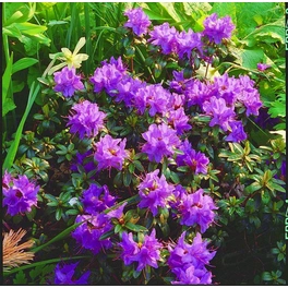 Rhododendron impeditum, helllila, Höhe: 20 - 25 cm