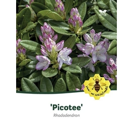 Rhododendron »Picotee«, zweifarbig, Höhe: 30 - 40 cm