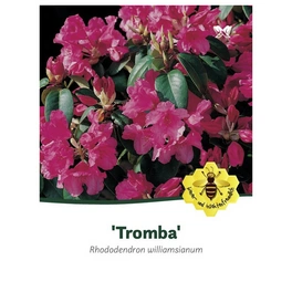 Rhododendron williamsianum »Tromba«, rot, Höhe: 30 - 40 cm