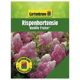 Rispenhortensie, Hydrangea paniculata »Vanille Fraise«, creme