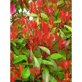 Rote Glanzmispel, Photinia fraseri »Red Robin «, Blätter: grün/rot, Blüten: weiß