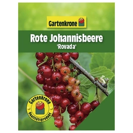 Rote Johannisbeere, Ribes rubrum »Rovada« Blüten: weiß, Früchte: rot, essbar