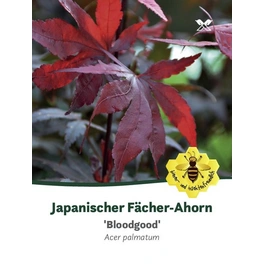 Roter Fächer-Ahorn, Acer palmatum »Bloodgood«, Blätter: dunkelrot, Blüten: purpurfarben