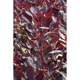Roter Perückenstrauch, Cotinus coggygria »Royal Purple«, Blätter: dunkelrot, Blüten: rotbraun
