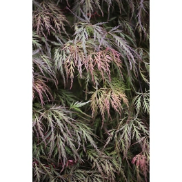 Roter Schlitzahorn, Acer palmatum »Dissectum Crimson Princess«, Blätter: rot