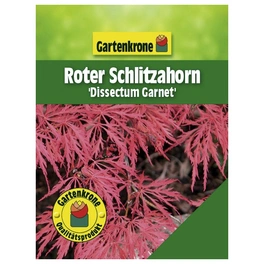 Roter Schlitzahorn, Acer palmatum »Dissectum Garnet«, Blätter: grün