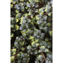 Säckelblume, Ceanothus delianus »Emily Brown«, Blätter: grün, Blüten: lila