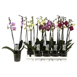Schmetterlings-Orchidee, Phalaenopsis hybriden, Blüte: gemischt