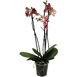 Schmetterlings-Orchidee, Phalaenopsis hybriden »Compactum«, Blüte: gemischt