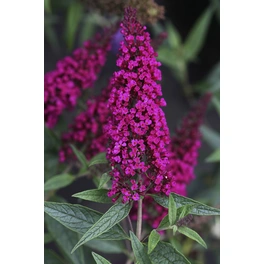 Schmetterlingsflieder, Buddleja davidii »Buzz Velvet«, Blätter: grün, Blüten: purpurfarben