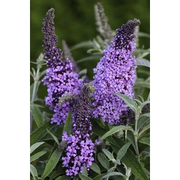 Schmetterlingsflieder, Buddleja davidii »Buzz Violet«, Blätter: grün, Blüten: lila