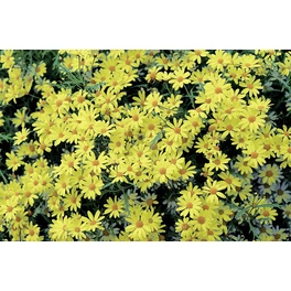 Schnitt- & Prachtstaude »Chrysanthemum maximum Broadway Lights«, gelb, winterhart