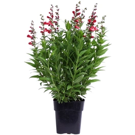 Schnitt- & Prachtstaude »Penstemon«, rot, winterhart