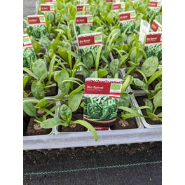Spinat, Spinacia oleracea, max. Wuchshöhe: 30 cm