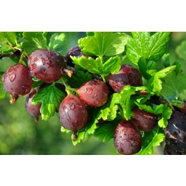 Stachelbeere, Ribes uva-crispa »Hinnomäki« Blüten: creme, Früchte: rot, essbar