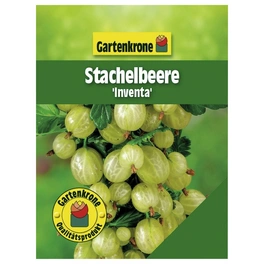 Stachelbeere, Ribes uva-crispa »Inventa«, Frucht: gelb, zum Verzehr geeignet