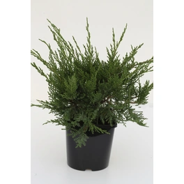 Staruchwacholder 'Mint Julep', Juniperus media, immergrün