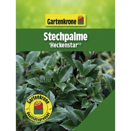 Stechpalme, Ilex meserveae »Heckenstar «, weiß, winterhart