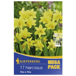 Steingarten-Narzisse cyclamineus Narcissus