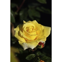 Strauchrose, Rosa hybrida »Lichtkönigin Lucia«, max. Wuchshöhe: 150 cm
