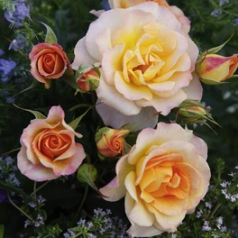 Strauchrose, Rosa »Landlust®«, Blüte: rosa, halbgefüllt