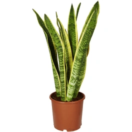 Sukkulente Bogenhanf, Sanseveria hybrid, mehrfarbig