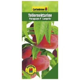 Tellernektarine, Prunus nuciperisa »Paraguayo P´Camprils«, Früchte: süß