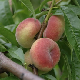 Tellerpfirsich, Prunus persica »Paraguayo Tito«, Früchte: süß