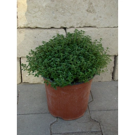 Thymian, Thymus vulgaris, aktuelle Pflanzenhöhe ca.: 40 cm, im Topf