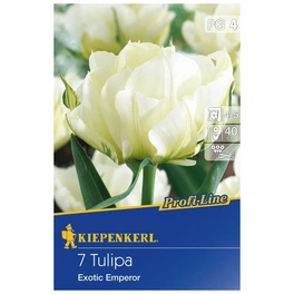 Tulpe Exotic Emperor, Weiß, 7 Blumenzwiebeln