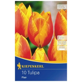 Tulpe Flair, Mehrfarbig, 10 Blumenzwiebeln