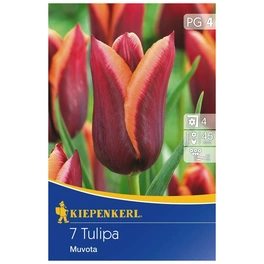 Tulpe Muvota, Mehrfarbig, 7 Blumenzwiebeln