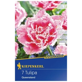 Tulpe Queensland Profi-Line, Rosa, 7 Blumenzwiebeln