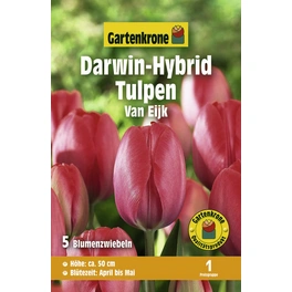 Tulpen »Van Eijk«, 5 Stück