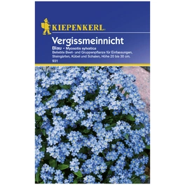 Vergissmeinnicht, Myosotis sylvatica, Samen, Blüte: blau