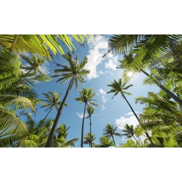 Vliestapete »Coconut Heaven «, Breite 450 cm, seidenmatt