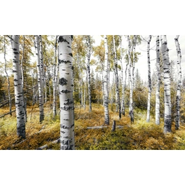 Vliestapete »Colorful Aspenwoods«, Breite 450 cm, seidenmatt