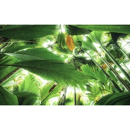 Vliestapete »Dschungeldach II«, Breite 450 cm, seidenmatt