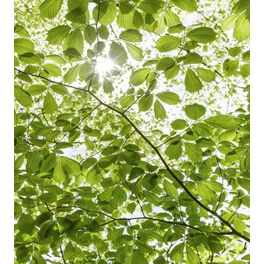 Vliestapete »Im Frühlingswald«, Breite 250 cm, seidenmatt