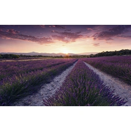 Vliestapete »Lavender Dream«, Breite 450 cm, seidenmatt