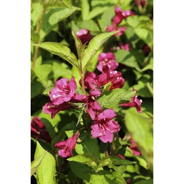 Weigelie, Weigela florida »Bristol Ruby«, Blätter: grün, Blüten: rosarot