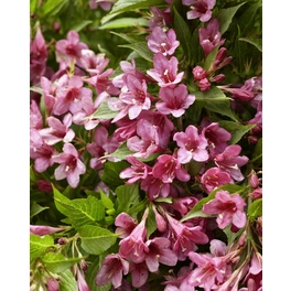 Weigelie, Weigela florida »Picobella Rosa«, Blätter: grün, Blüten: rosa