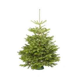 Weihnachtsbaum, , 100 - 150 cm