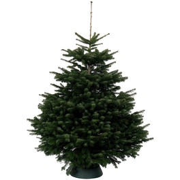 Weihnachtsbaum, , 400 - 500 cm