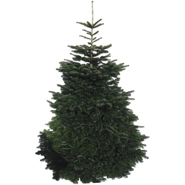 Weihnachtsbaum, , 450 - 550 cm